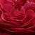 Czerwony  - Róże rabatowe grandiflora - floribunda - Pompadour Red